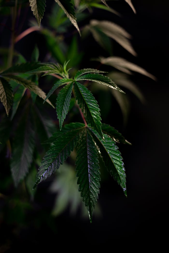 About Detailed close-up of green cannabis leaves with a dark background, showcasing freshness and growth.