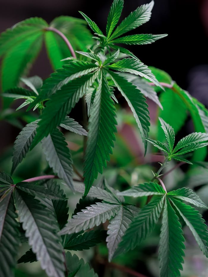 Services Close-up of lush green cannabis leaves showcasing natural growth and freshness.