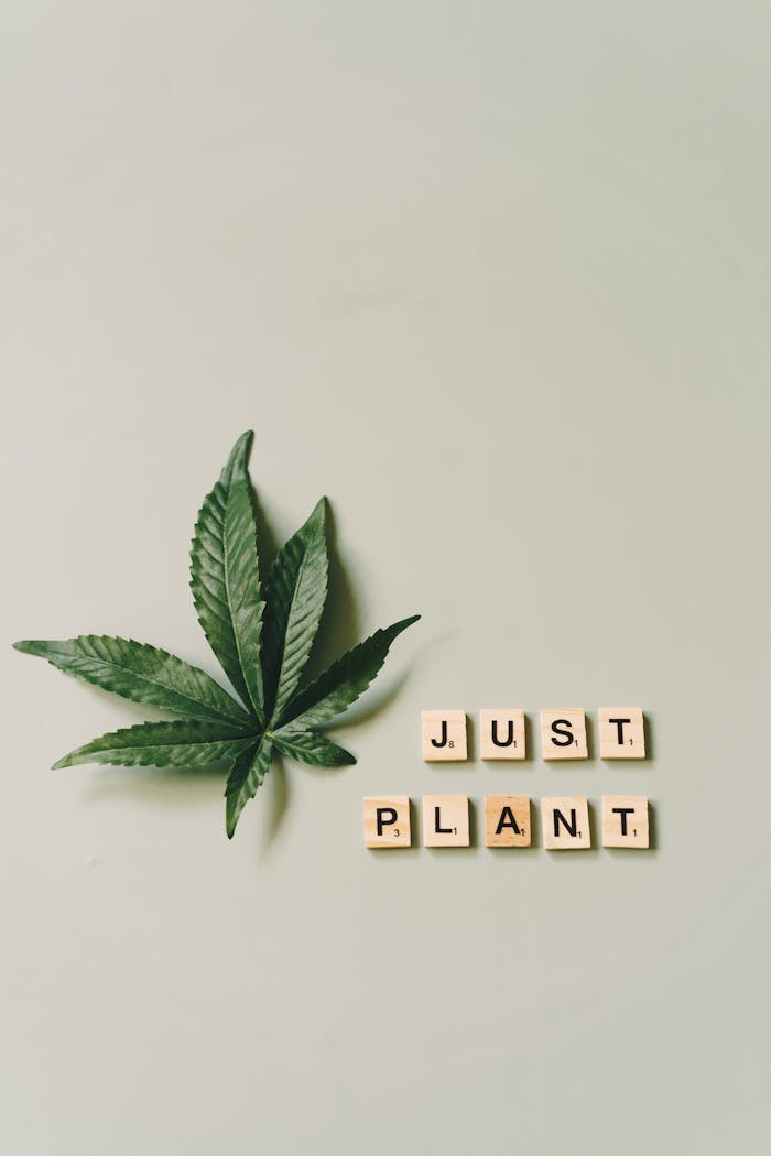 Services Artistic flatlay of cannabis leaf with Scrabble tiles spelling 'Just Plant' on gray background.